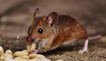 24 Hour & Emergency Exterminators in Jansen, NE